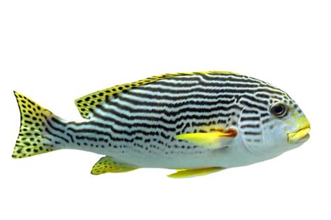 sweet lips fish|Plectorhinchus lineatus .